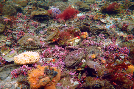 Pristine native oyster bed habitats (OSPAR biotopes) in the survey sites in Connemara, currently undergoing active research and are credited to Jose M. Fariñas-Franco. 