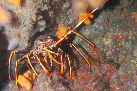 Crayfish