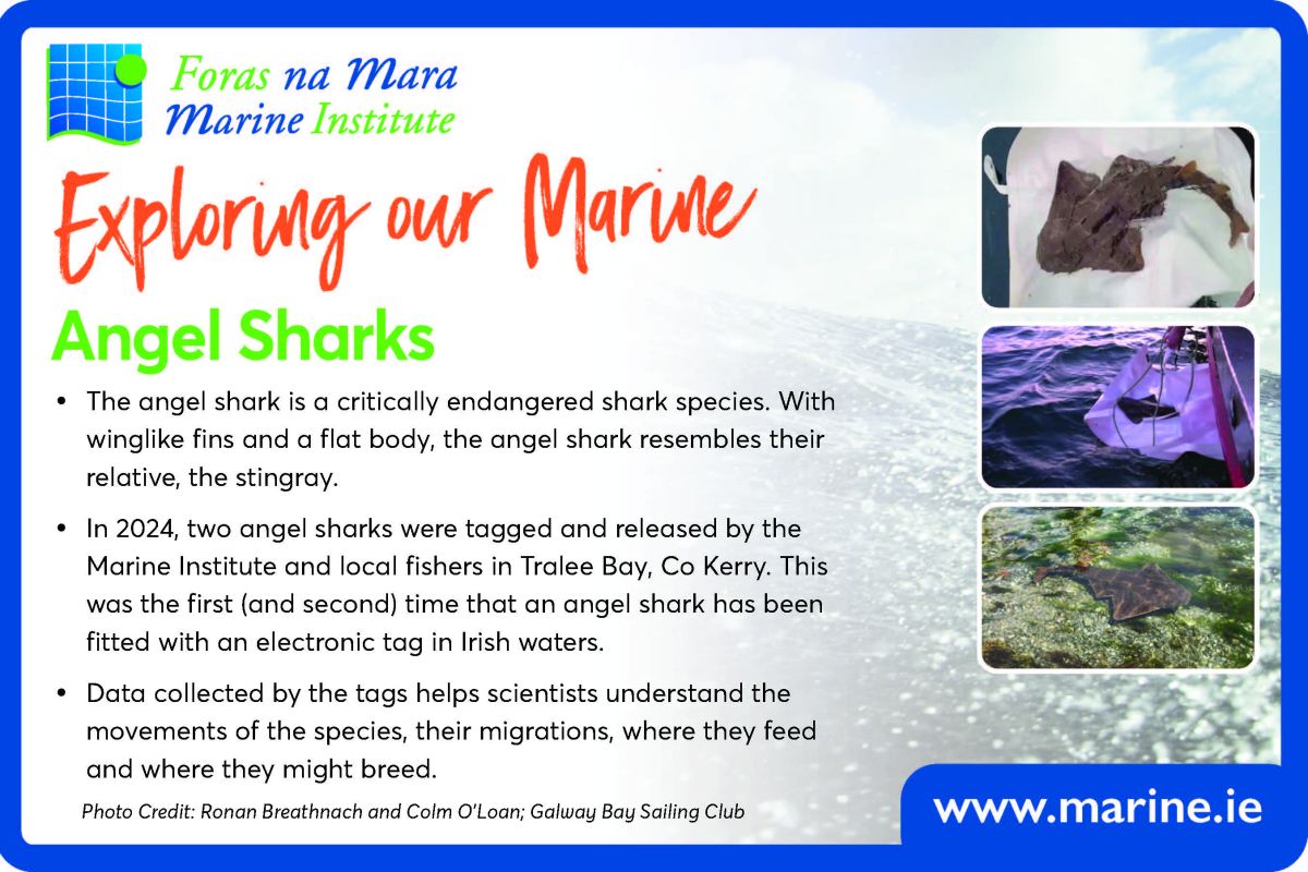 Exploring Our Marine with the Marine Institute - Angel Sharks