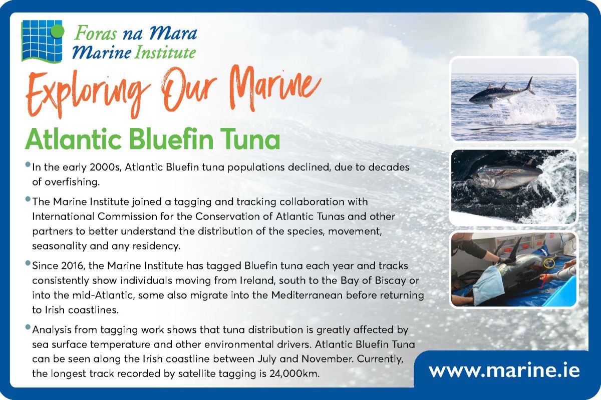 Exploring Our Marine with the Marine Institute - Atlantic Bluefin Tuna