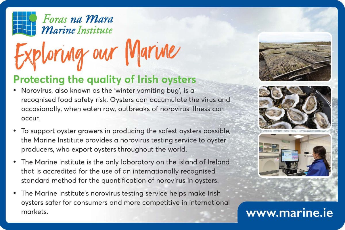 Exploring Our Marine with the Marine Institute - Oyster Testing