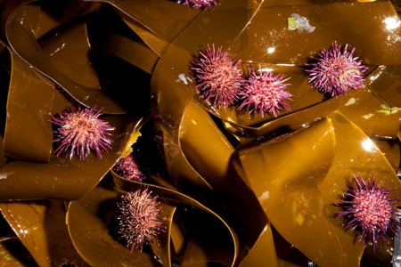 MI Funded Marine Biotechnology Projects. Photographer David Branigan Ocean Sport. MI Funded Marine Biotechnology Projects. Photographer David Branigan Ocean Sport.
