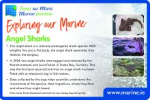 Exploring Our Marine with the Marine Institute - Angel Sharks