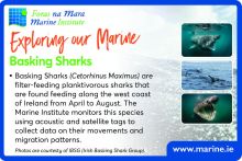 Exploring Our Marine with the Marine Institute - Basking Sharks