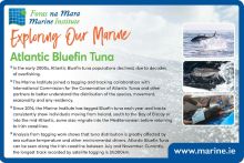 Exploring Our Marine with the Marine Institute - Atlantic Bluefin Tuna