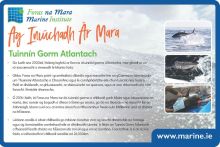 Ag Iniúchadh Ár Mara - Tuinnín Gorm Atlantachthe 