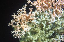 Irish deep water coral reefs changing faster than previously thought