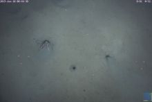 Nephrops emerging from burrow