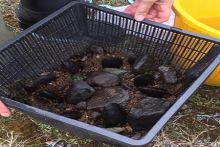 Marine Institute and NPWS breeding programme aims to safeguard rare freshwater pearl mussels