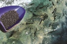 Call to collaborate: INvertebrateIT connects aquaculture stakeholders to exploit invertebrate-based solutions for sustainable feed