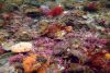 Pristine native oyster bed habitats (OSPAR biotopes) in the survey sites in Connemara, currently undergoing active research and are credited to Jose M. Fariñas-Franco. 