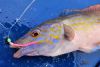 Male Cuckoo Wrasse
